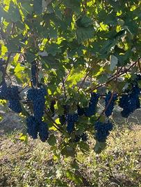 PRENOTASI UVA DA VINO
