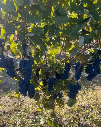 PRENOTASI UVA DA VINO