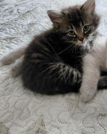 Gattino siberiano