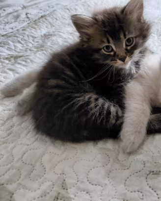Gattino siberiano