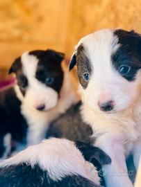Cuccioli Border collie