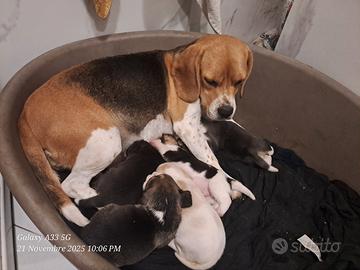 Cucciolo di Beagle