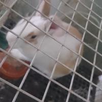 Conigli svezzati sani e autonomi