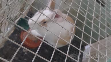 Conigli svezzati sani e autonomi