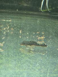Ancistrus nero sp