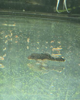 Ancistrus nero sp