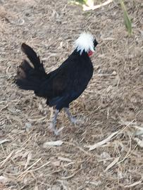galline ornamentali 