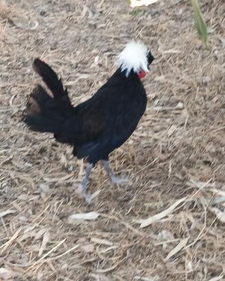 galline ornamentali 