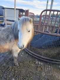 Pony femmina