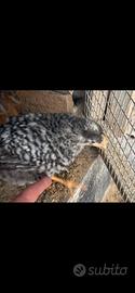 Galline
