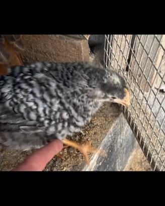 Galline