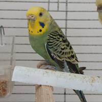 Cocorita femmina adulta