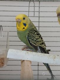 Cocorita femmina adulta