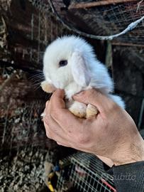 Minilop conigli nani