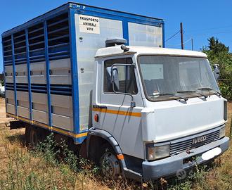 Iveco 50-9 per trasporto animali vivi