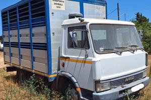 Iveco 50-9 per trasporto animali vivi