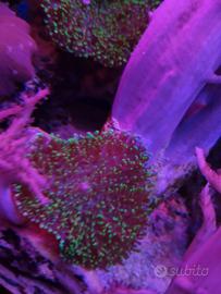 Coralli marini Rhodactis su rocchetta