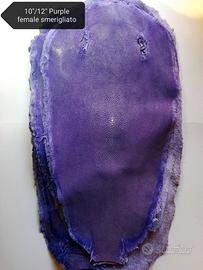 pelli di razza Stingray vari colori e misure 