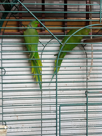 Parrocchetti del collare