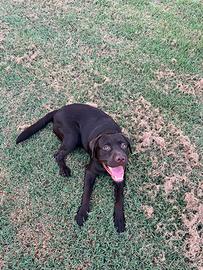 Rocky - labrador per accoppiamento