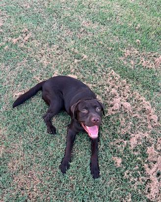 Rocky - labrador per accoppiamento