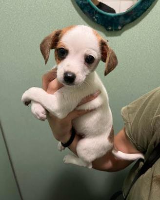 Cuccioli taglia piccola