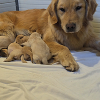 Cuccioli di Golden Retriever Americani 100%