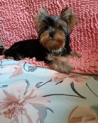 Yorkshire terrier