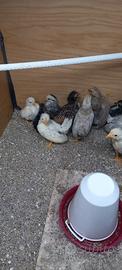 Galline Serama