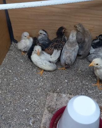 Galline Serama