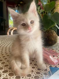 Maine coon maschio