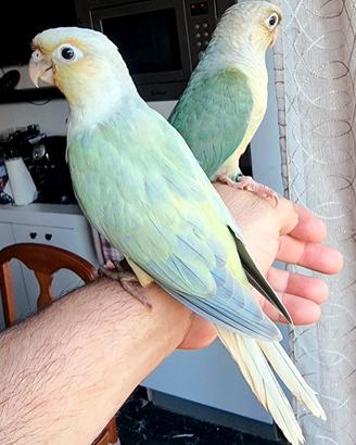 Pyrrhura e inseparabili Fischer