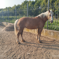 Cavallo