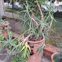 Vaso di Piante Grasse con Aloe Vera