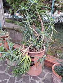 Vaso di Piante Grasse con Aloe Vera
