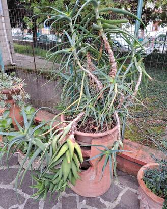 agave foto Agave desmettiana Quicksilver