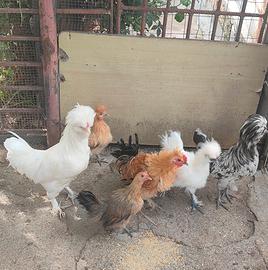 Tolgo 13 galline nane di razza in blocco