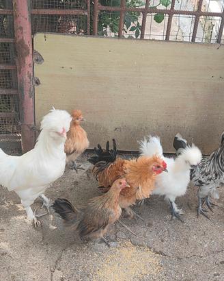 Tolgo 13 galline nane di razza in blocco