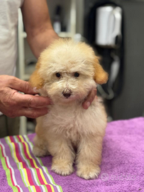 Barboncino toy vaccinato