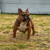 American Bully