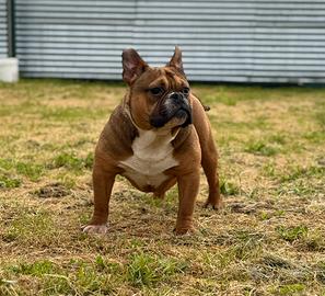American Bully