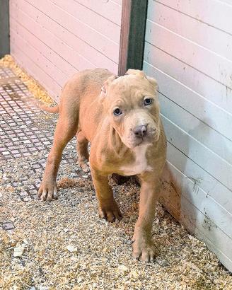 Femminuccia Silver merle