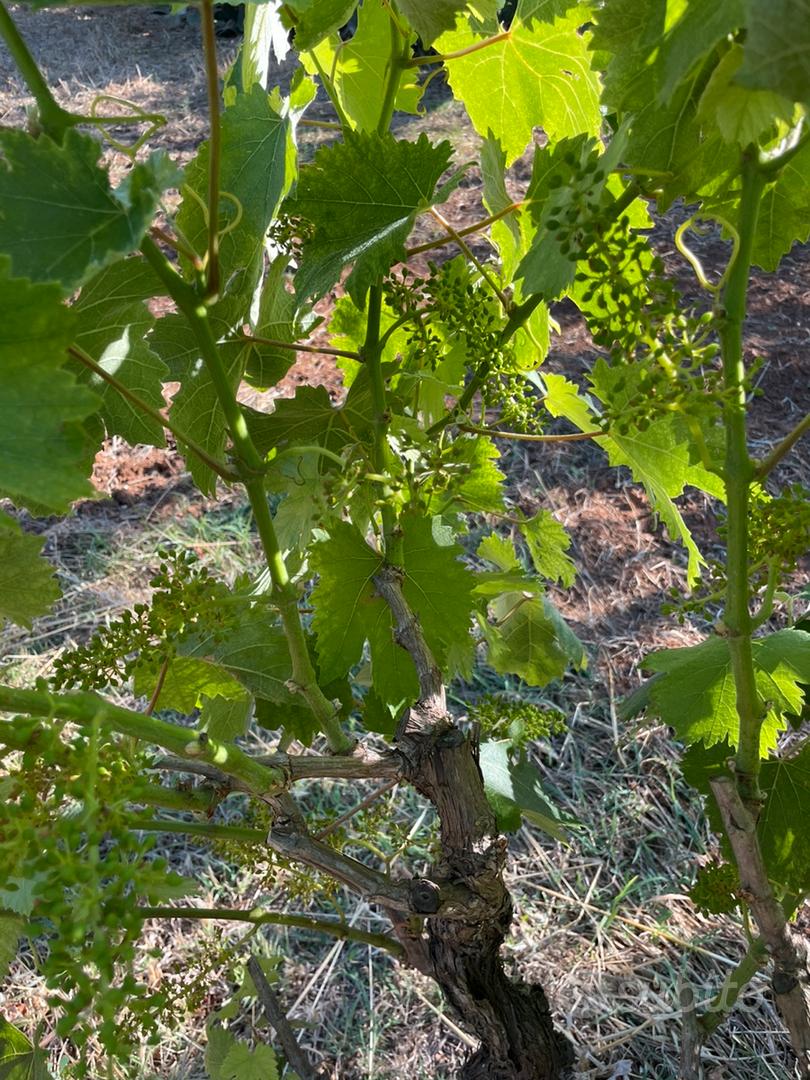 2 terreni agricoli uliveti - Vista 2