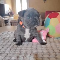 Bulldog francese blu