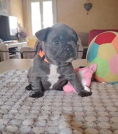 Bulldog francese blu