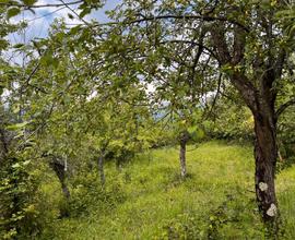 Rutino- Terreno agricolo con rudere