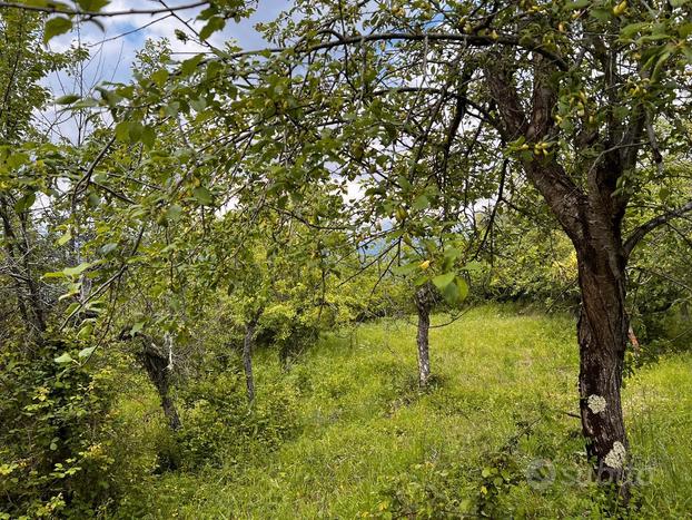 Rutino- Terreno agricolo con rudere