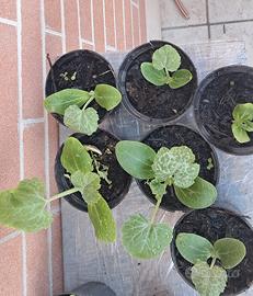Piantine zucchine pronte – Rimini