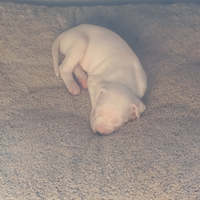 Dogo Argentino (cuccioli)