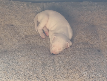 Dogo Argentino (cuccioli)